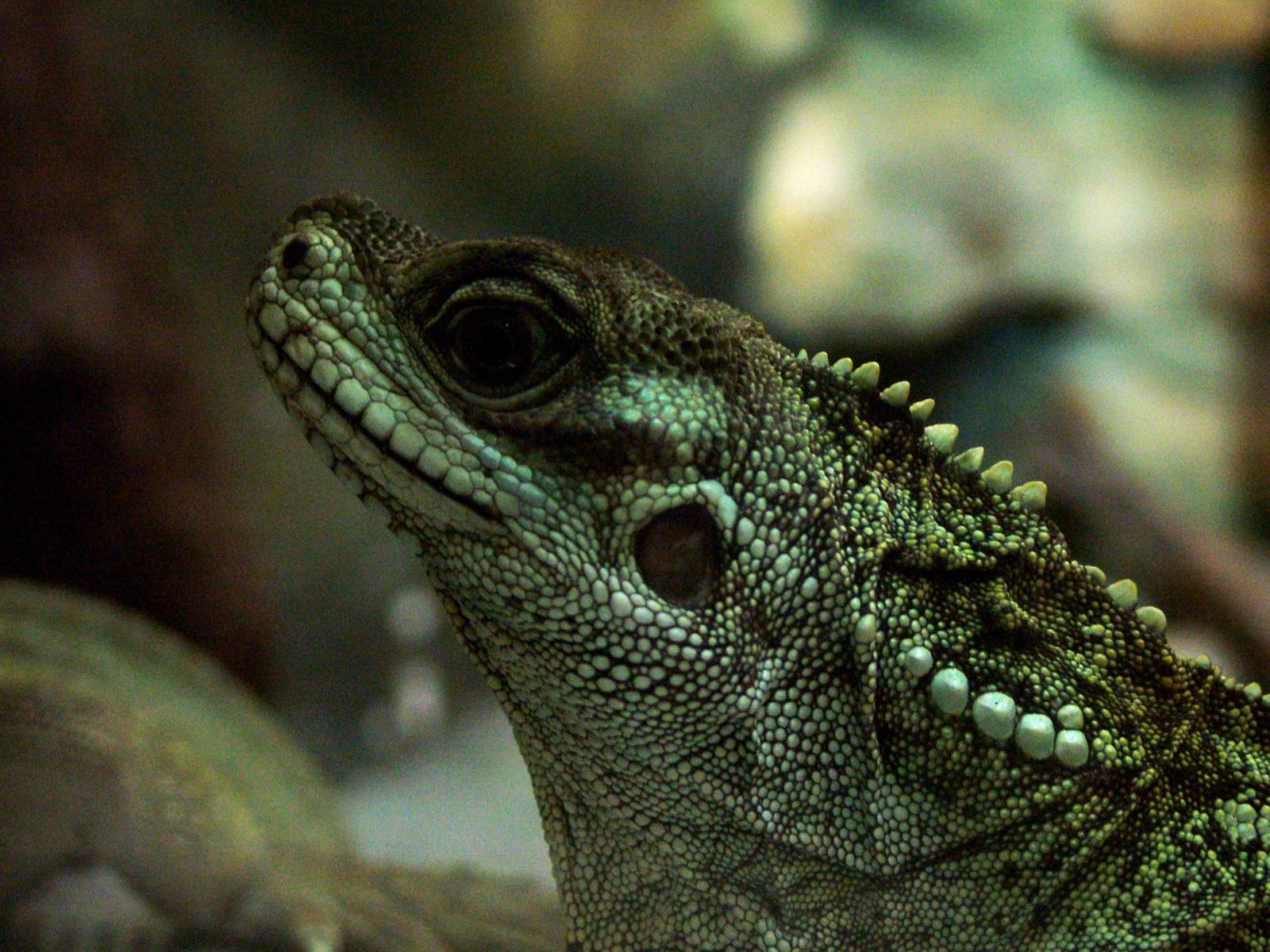 Weber's Sailfin Lizard at Dvur Kralove, 27/08/12