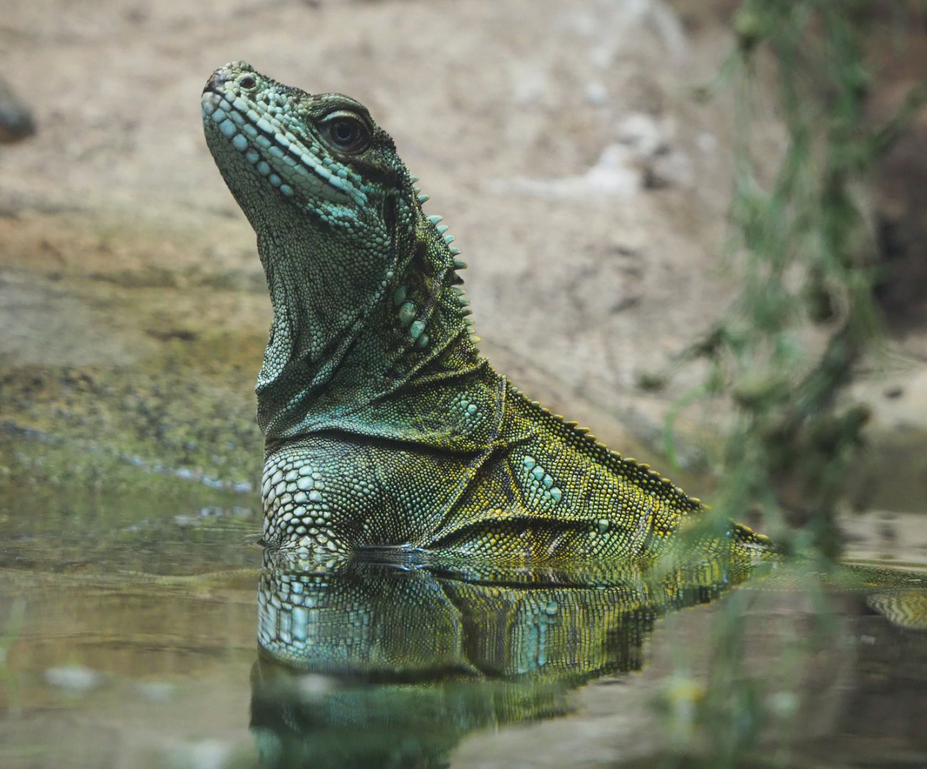 Weber's sailfin lizard (Hydrosaurus weberi), 2019-09-21