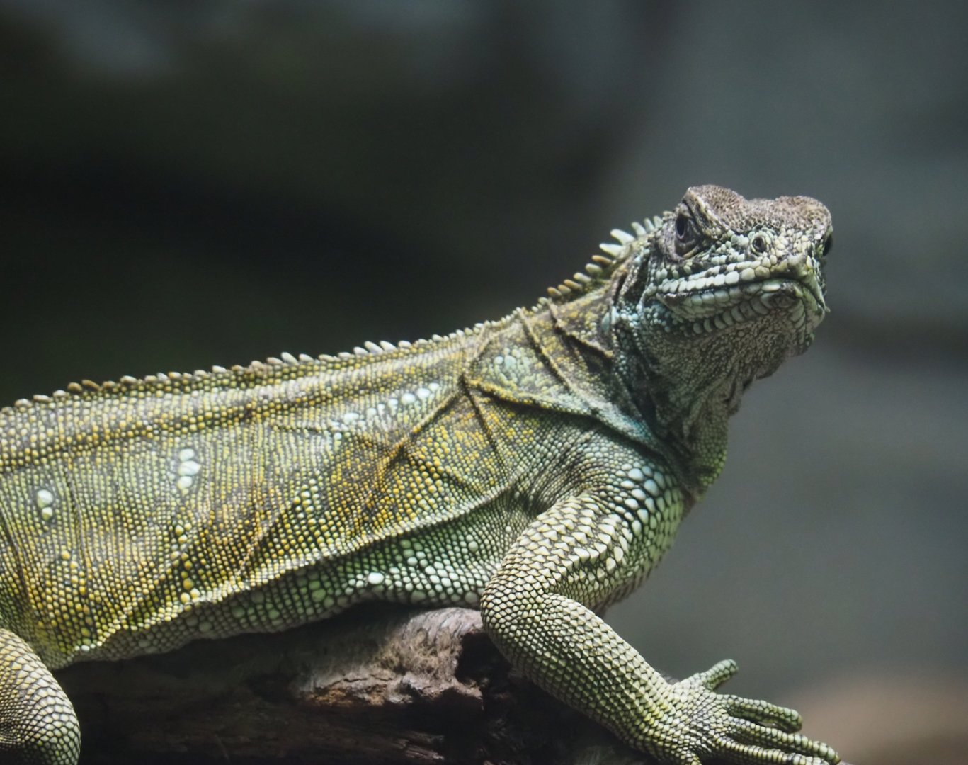 Weber's sailfin lizard (Hydrosaurus weberi), 2024-03-09
