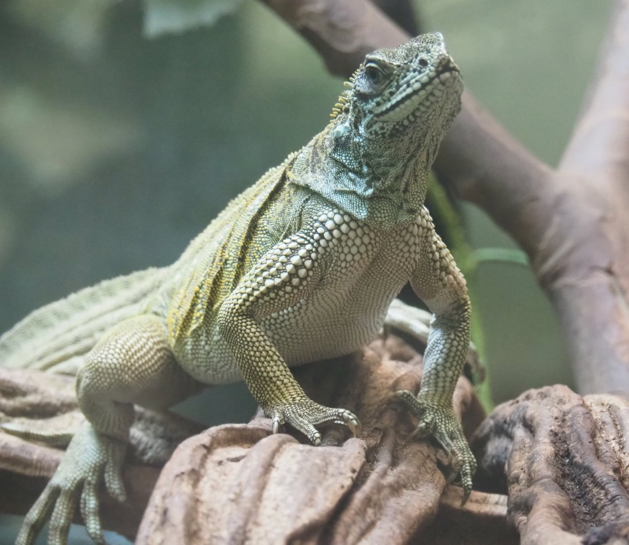 Weber's Sailfin lizard (Hydrosaurus weberi), Feb 27th, 2019