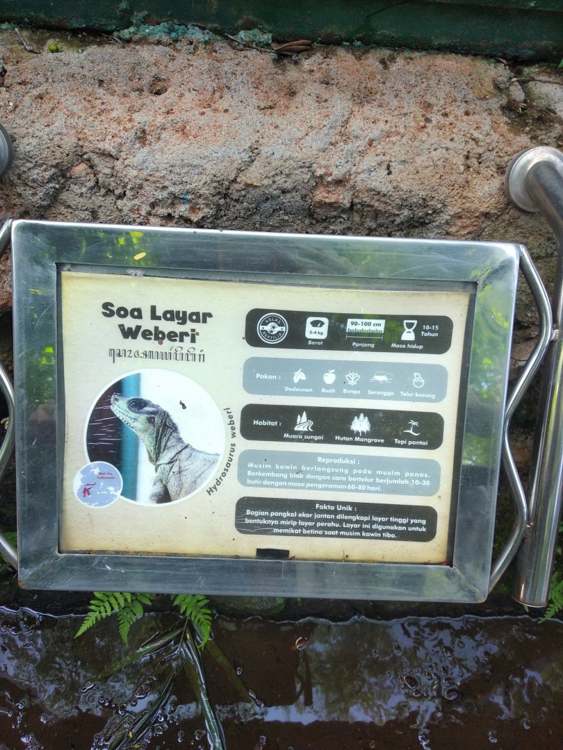 Weber's sailfin lizard (Hydrosaurus weberi) information panel