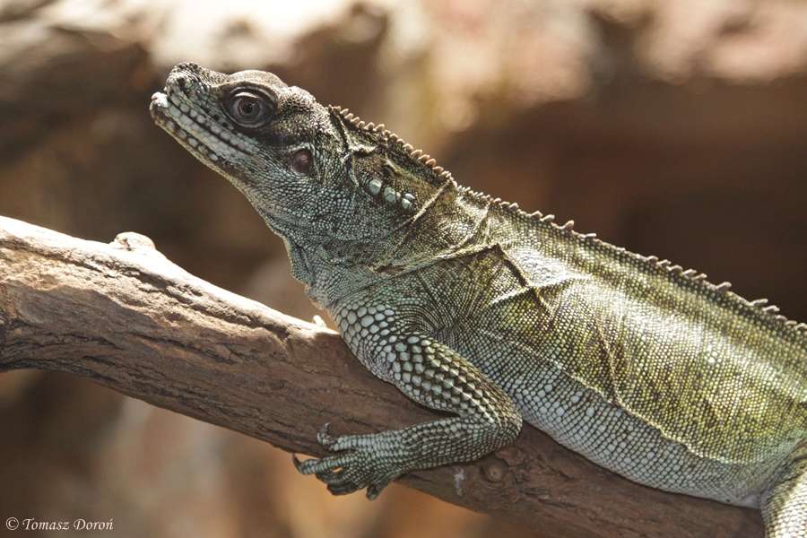 Weber's Sailfin Lizard (Hydrosaurus weberi)