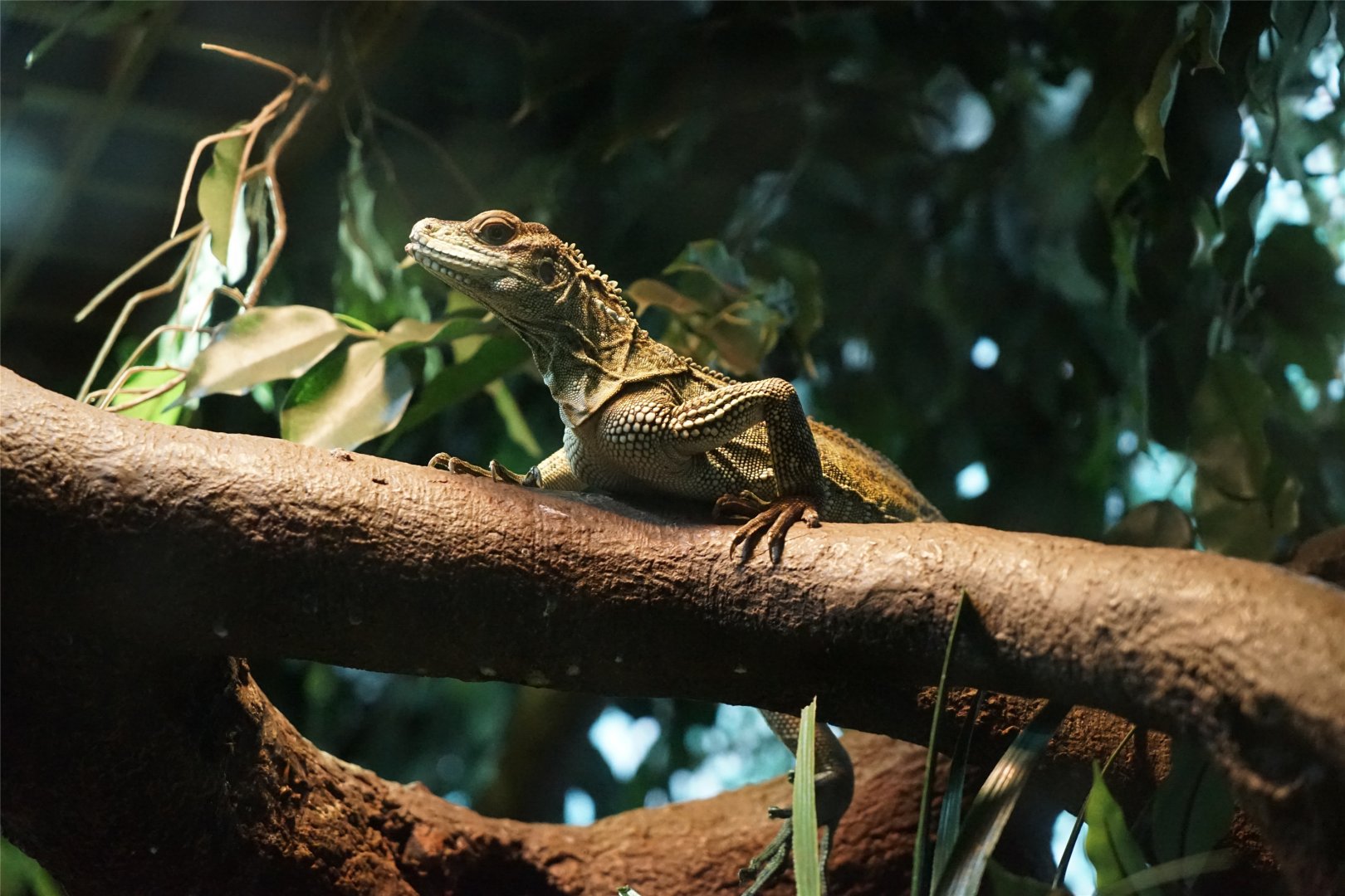 Weber's Sailfin Lizard (Hydrosaurus weberi)