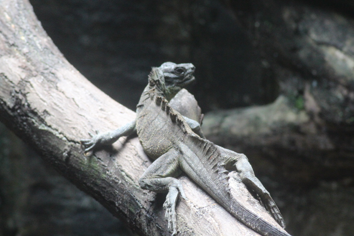 Weber's sailfin lizard (Hydrosaurus weberi)