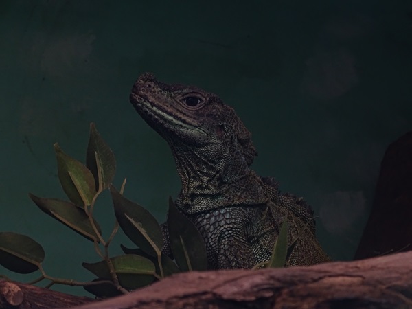 Weber's sailfin lizard (Hydrosaurus weberi)