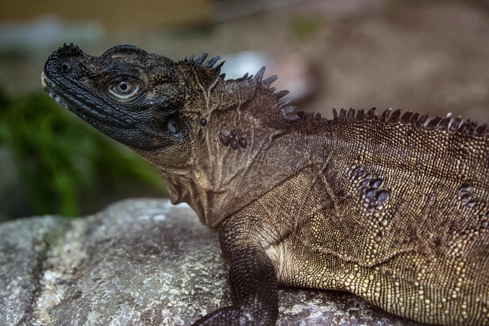Weber's sailfin lizard  (Hydrosaurus weberi)