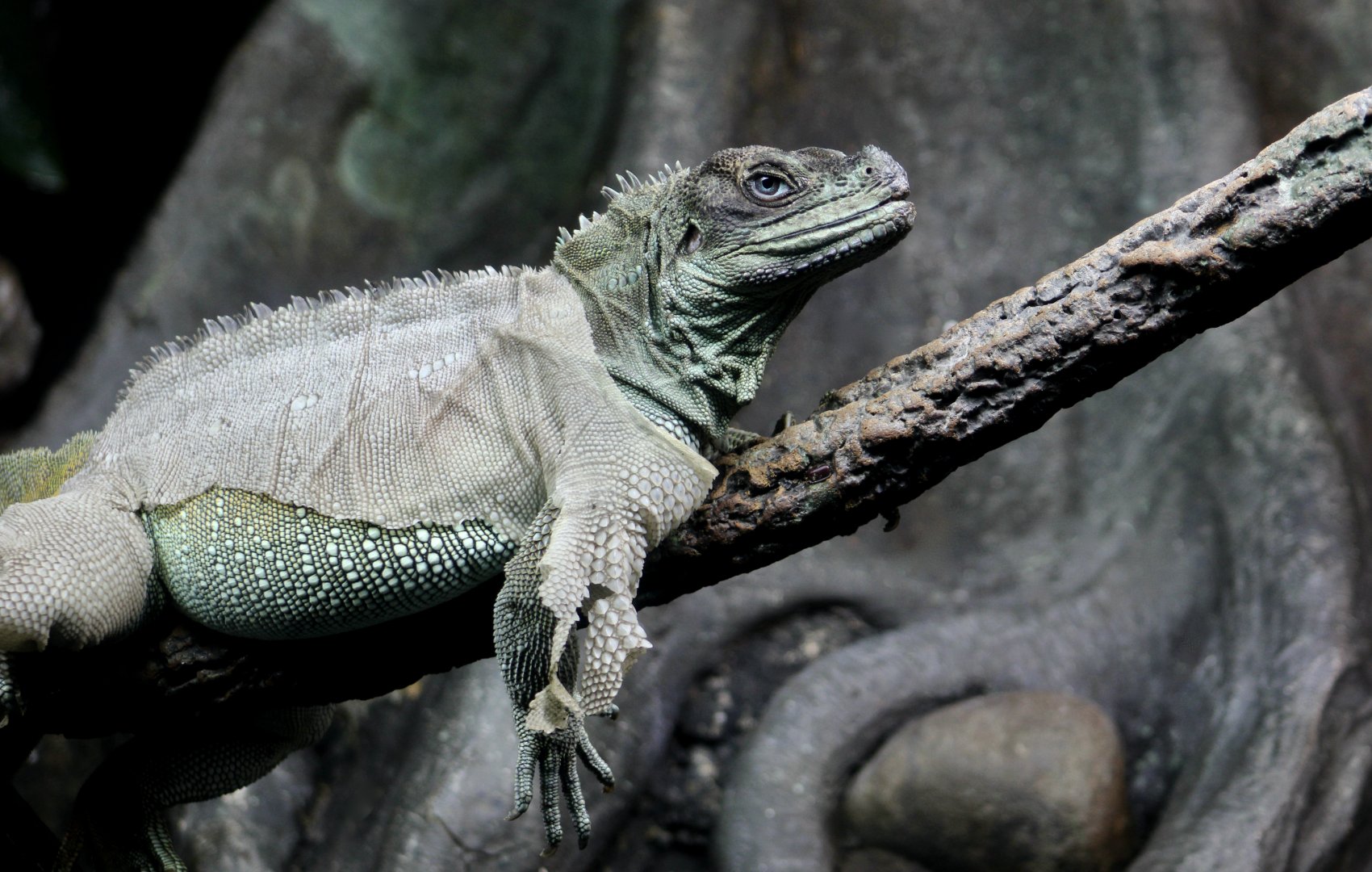 Weber's Sailfin Lizard (Hydrosaurus weberi)