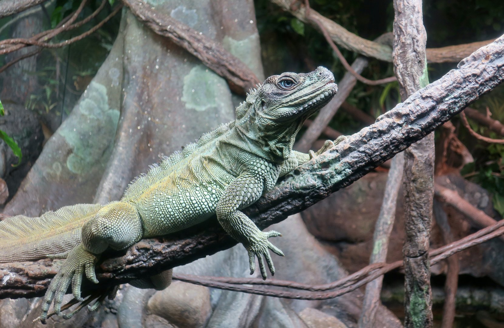 Weber's Sailfin Lizard (Hydrosaurus weberi)