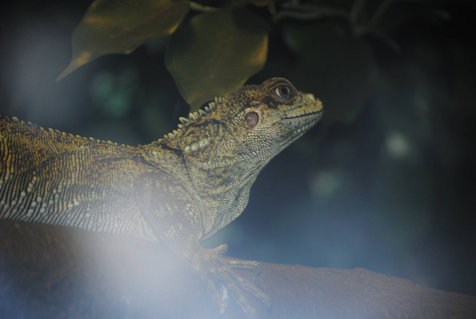 Weber's Sailfin Lizard