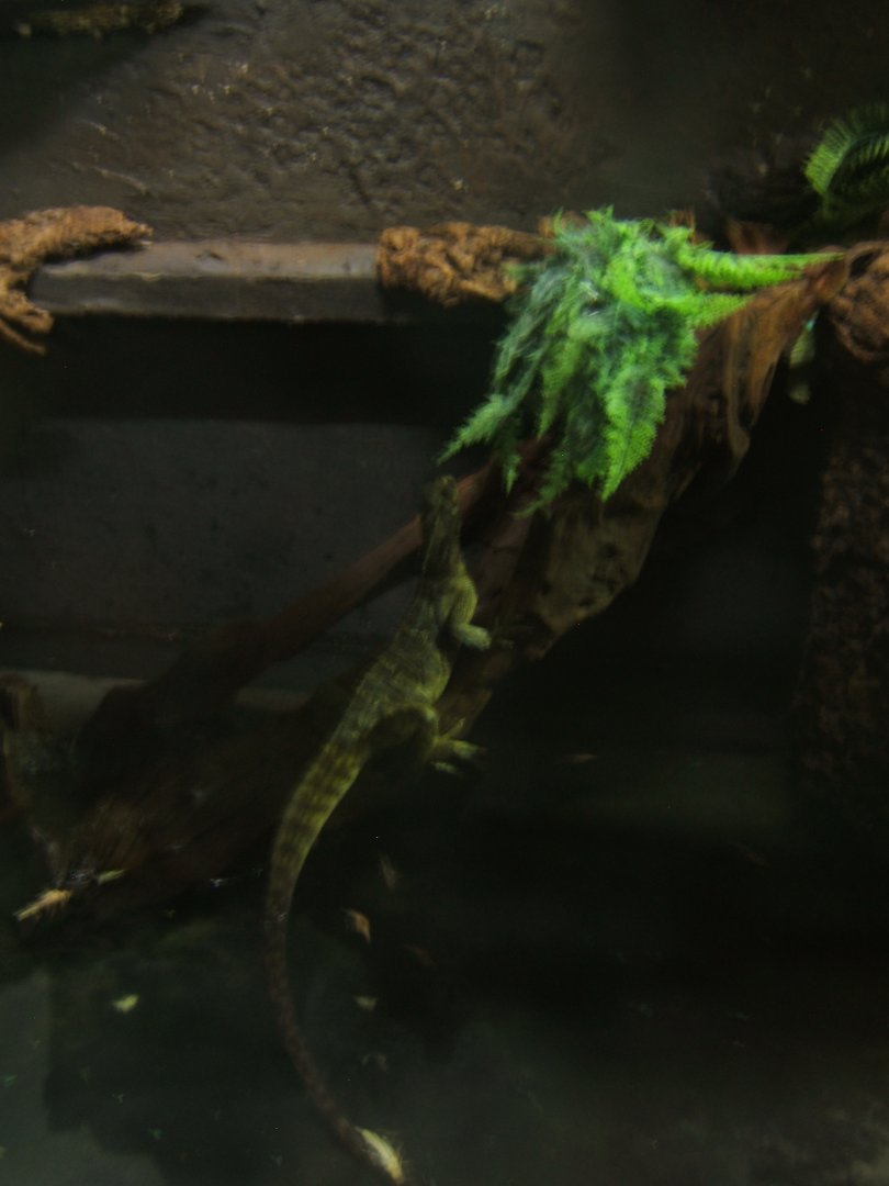 Webers Sailfin Lizard