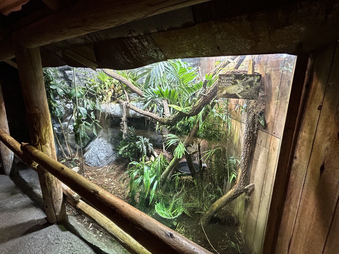 Weber’s Sailfin Lizard