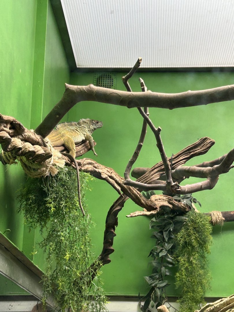 Weber’s sailfin lizard