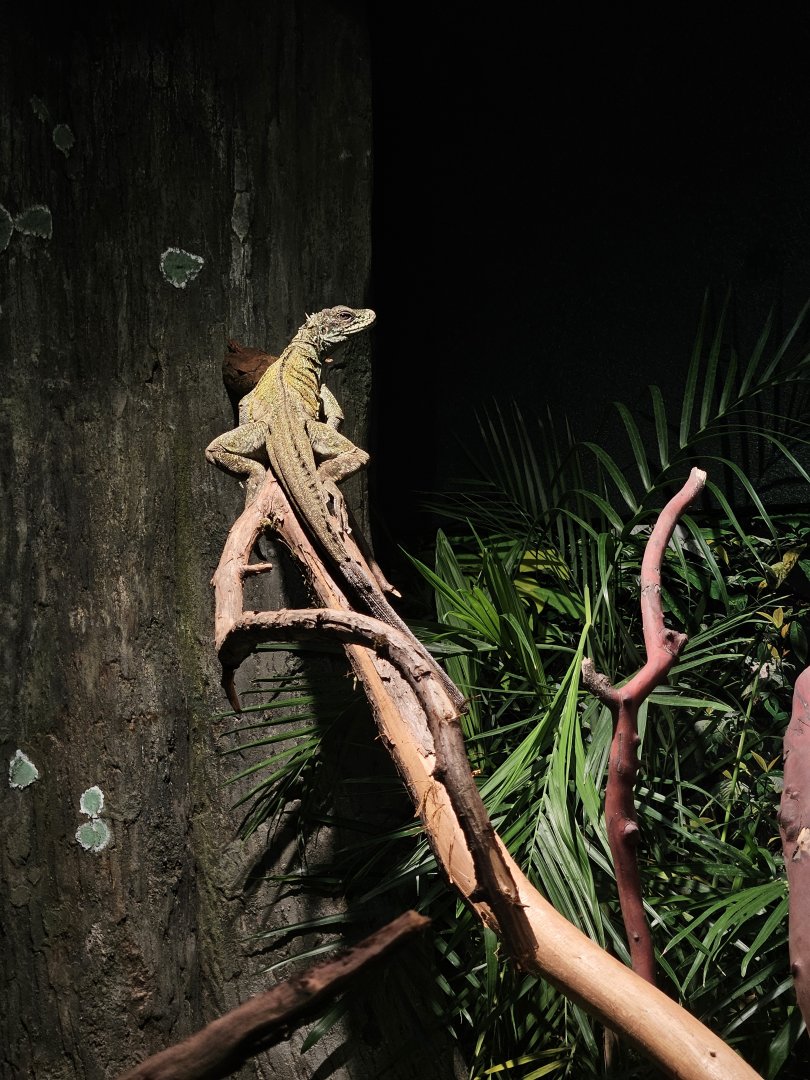 Weber's Sailfin Lizard