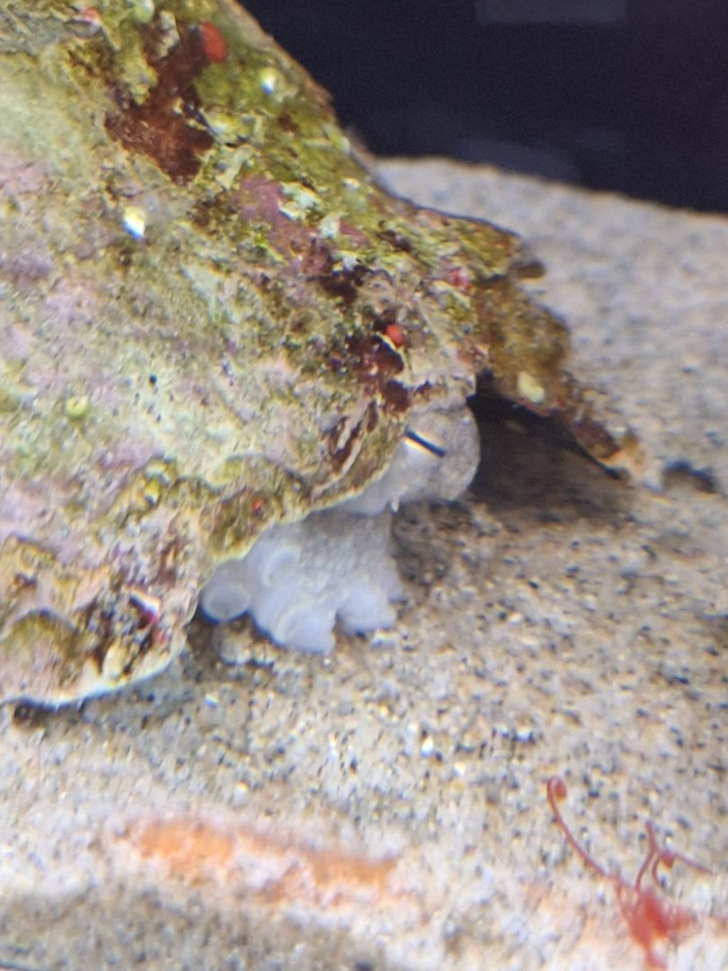 Webfoot Octopus (Amphioctopus fangsiao) - Uozu Aquarium