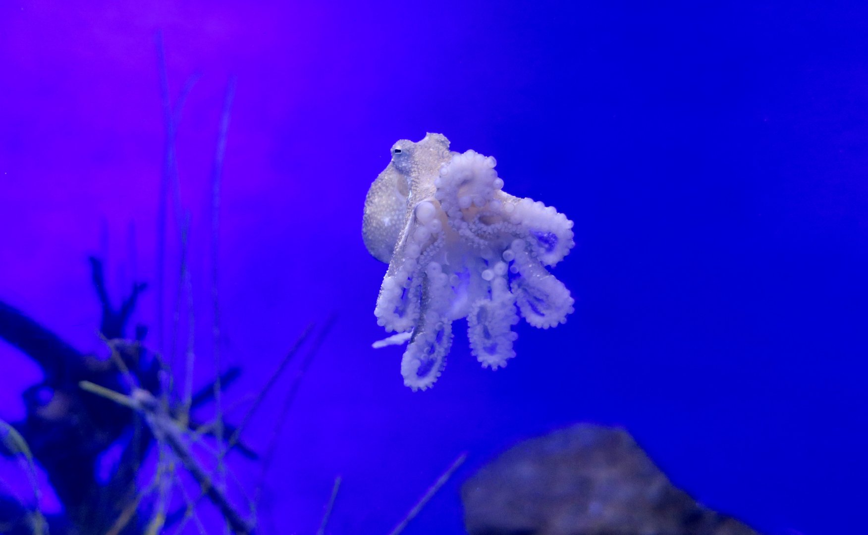 Webfoot Octopus (Amphioctopus fangsiao)