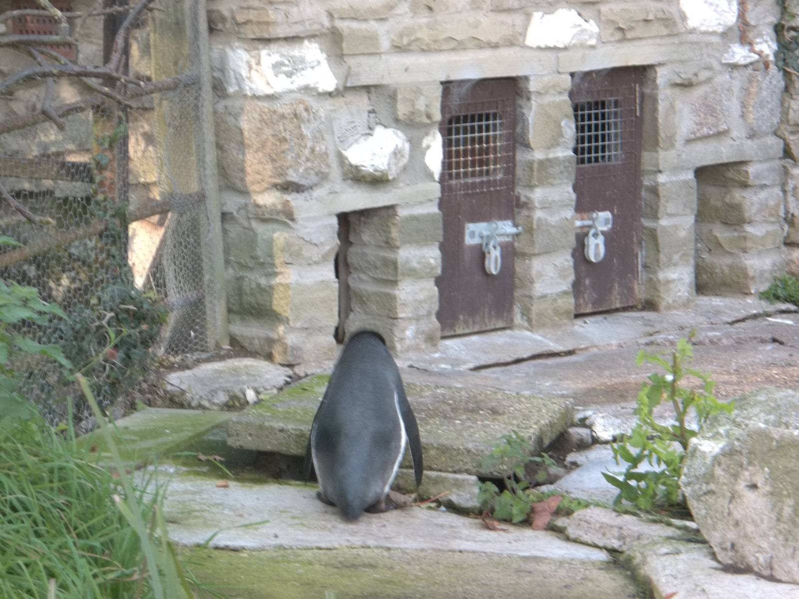 Webster finally heads for bed, 12th October 2014