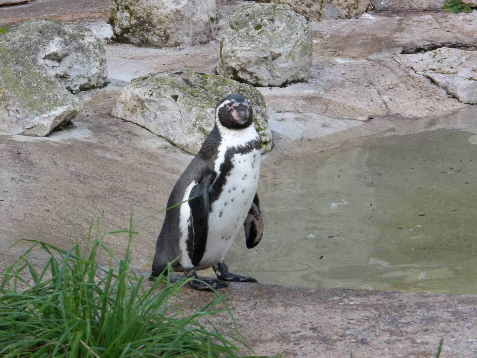 Webster is the last to go to bed, 12th October 2014