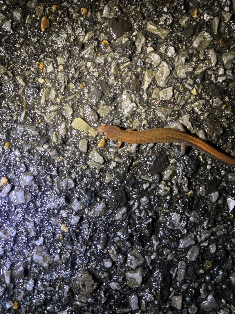 Webster’s Salamander (Plethodon websteri)