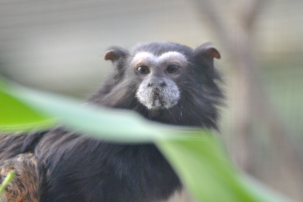 Weddell´s tamarin