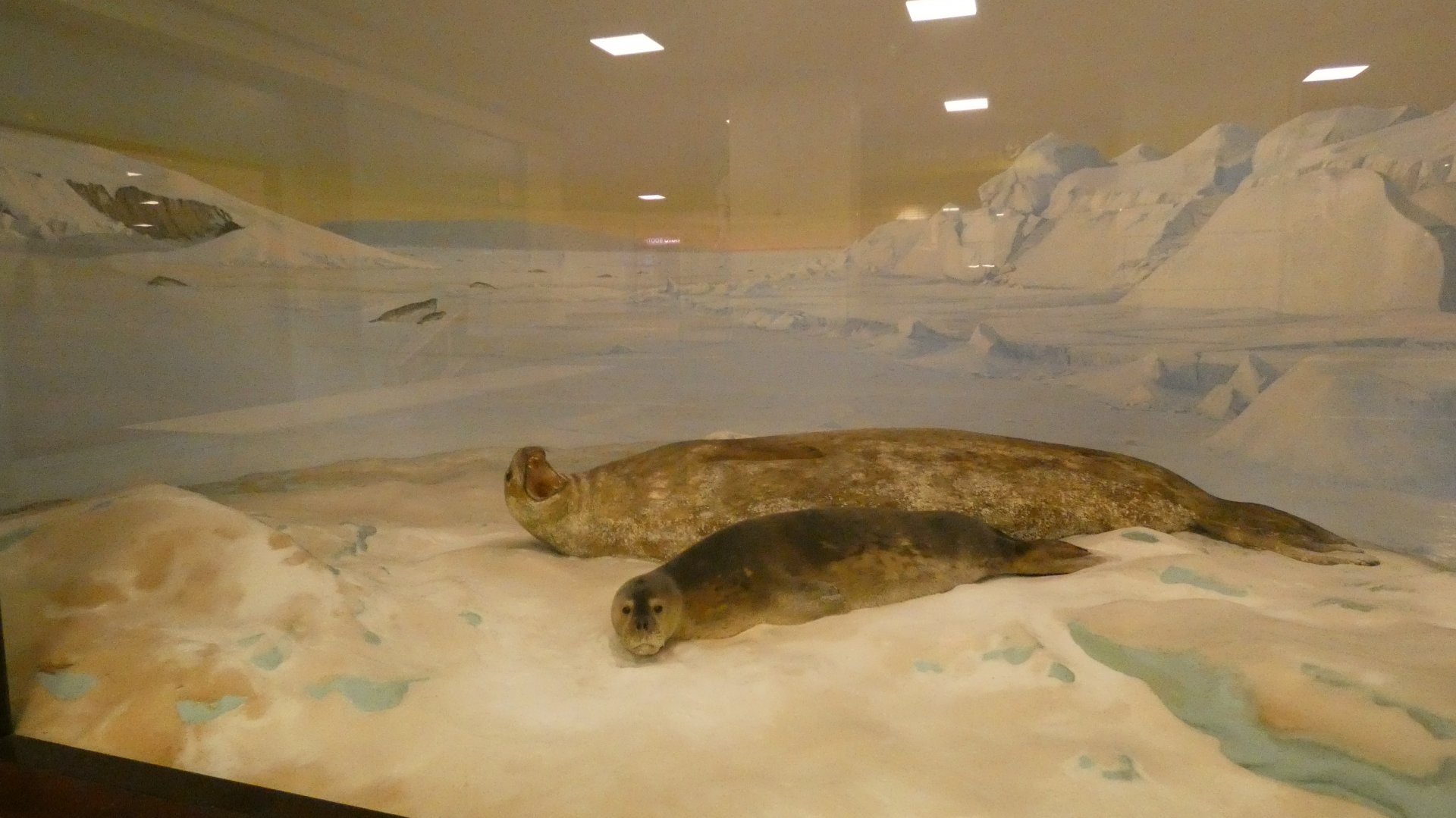Weddell Seal and Pup - Feb. 2022