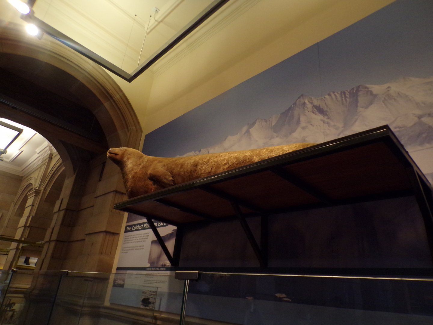 Weddell seal (taken in Kelvingrove museum) 12.2.24