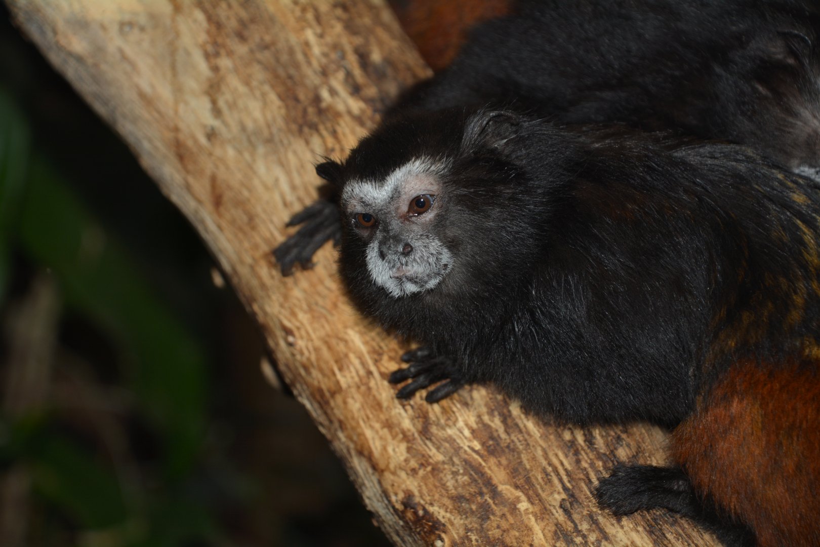 Weddell's saddle-back tamarin (Leontocebus weddelli weddelli)