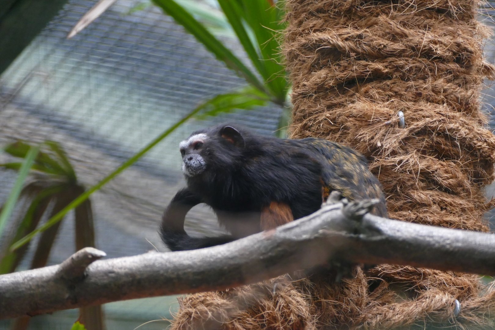 Weddell's saddle-back tamarin