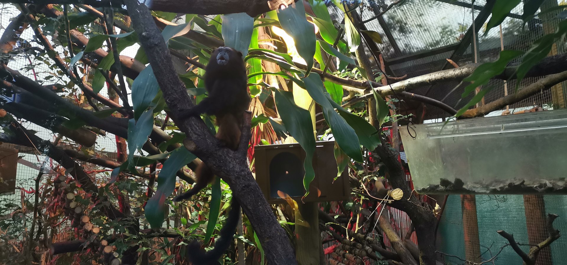 Weddell's Saddle-back Tamarin