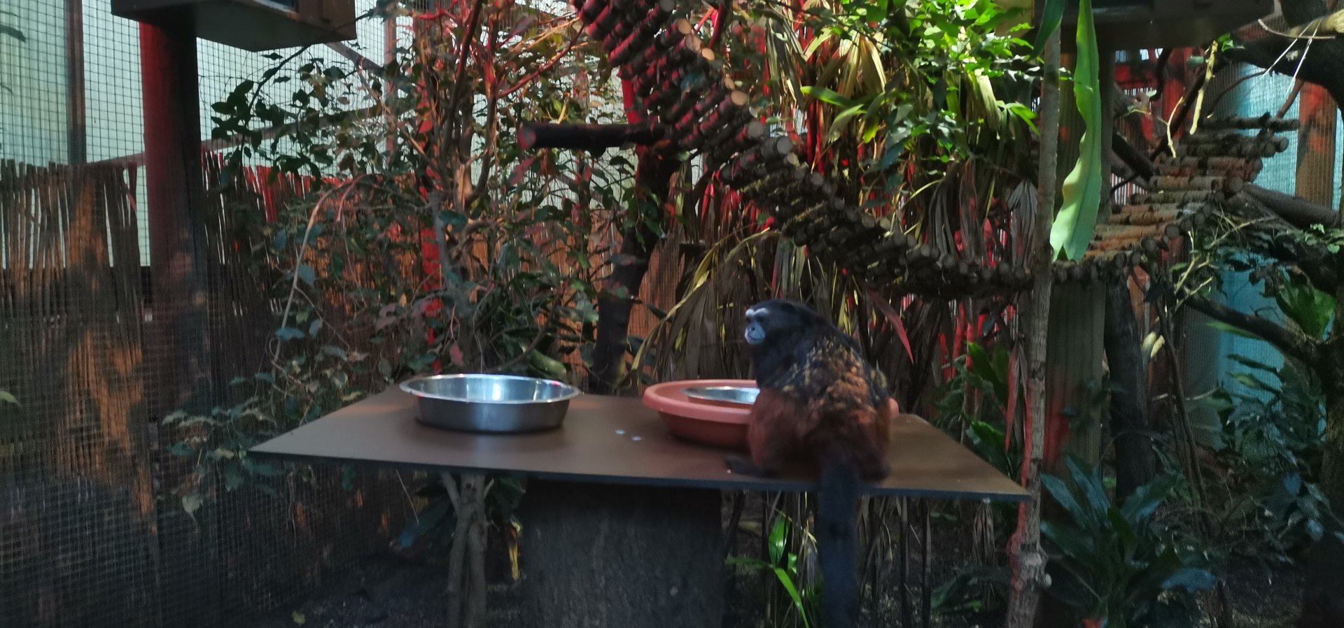 Weddell's Saddle-back Tamarin