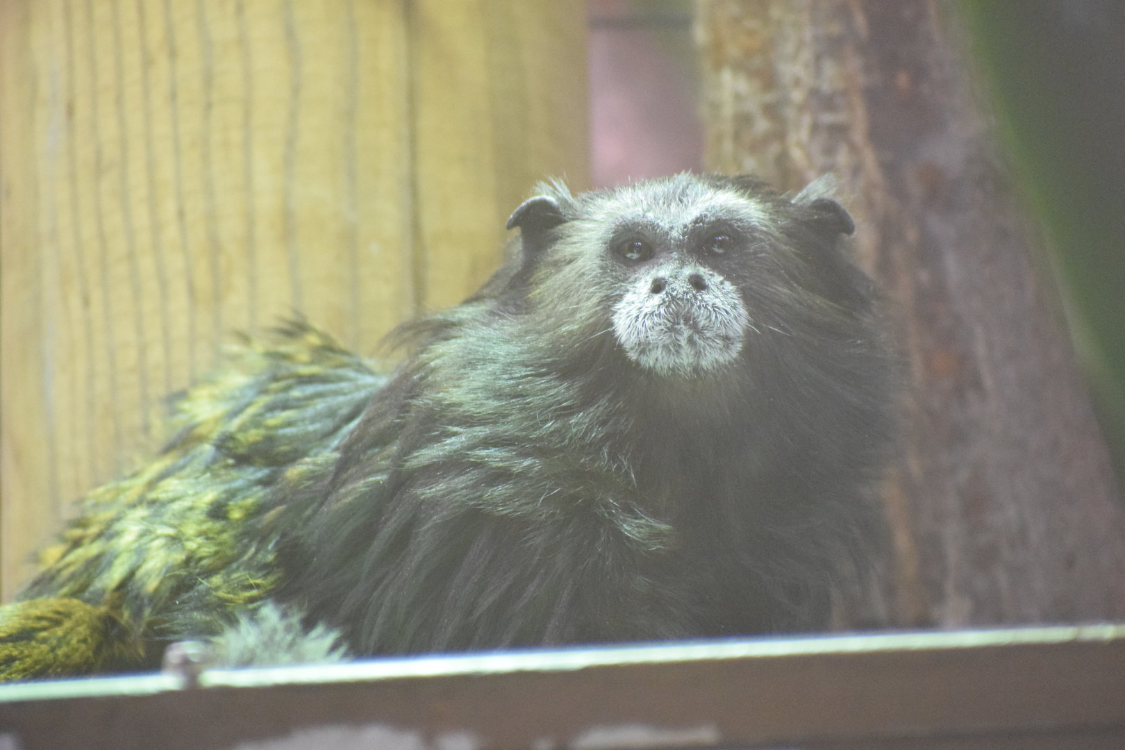 Weddell's saddle-back tamarin