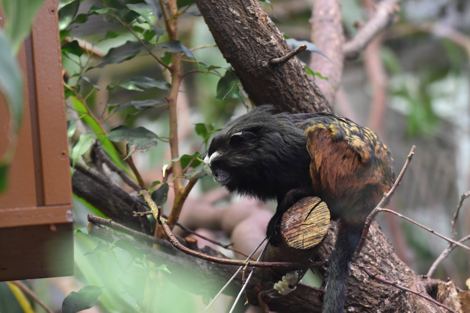 Weddell's saddle-backed tamarin (Leontocebus weddelli weddelli)