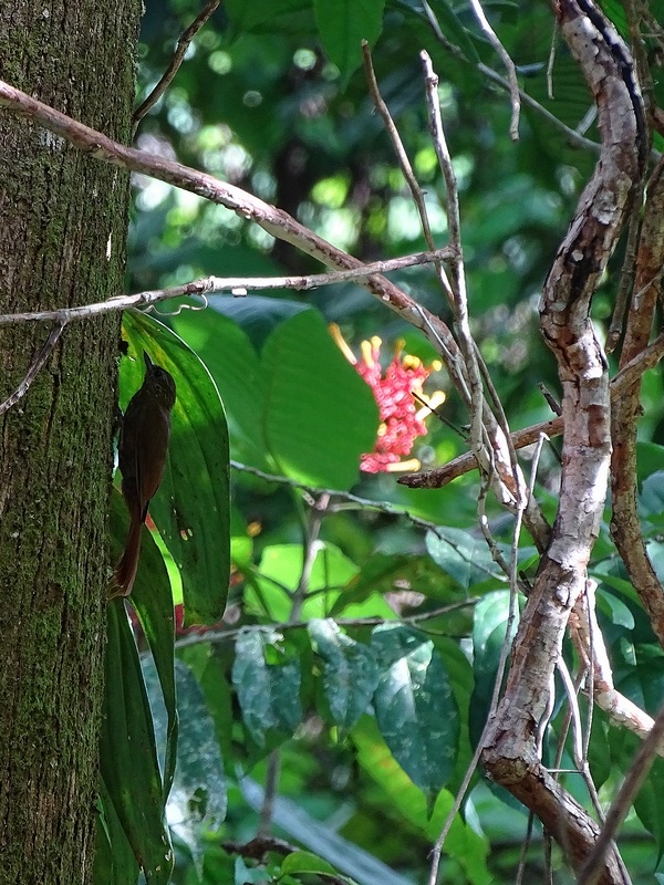 Wedge-billed woodcreeper