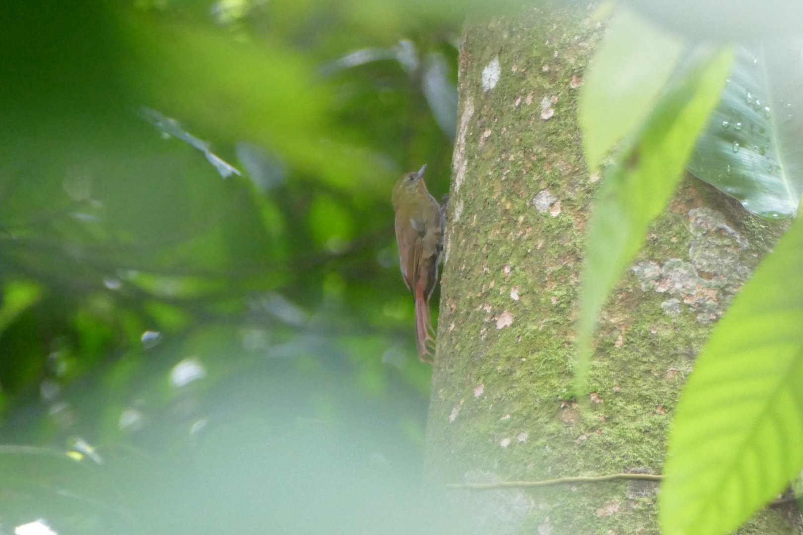 Wedge-billed Woodcreeper