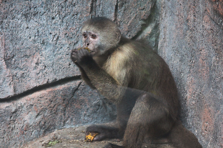 Wedge-capped capuchin (Cebus olivaceus olivaceus) - Maharani Zoo & Goa