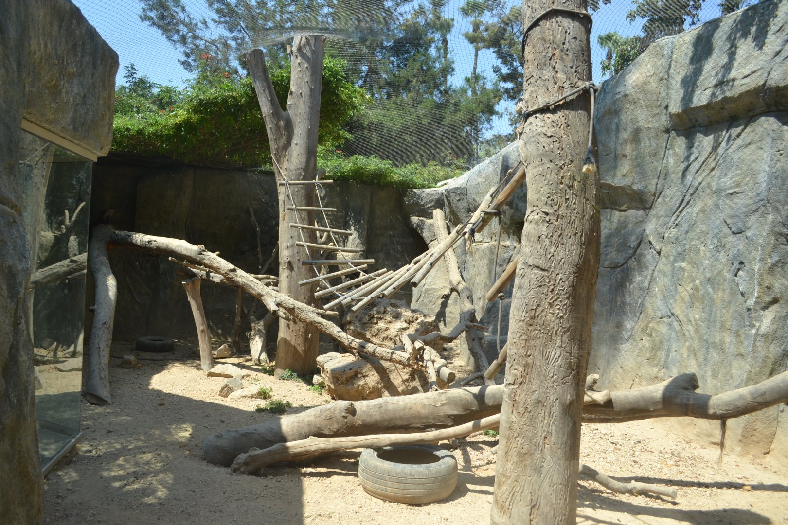 Wedge-capped capuchin exhibit