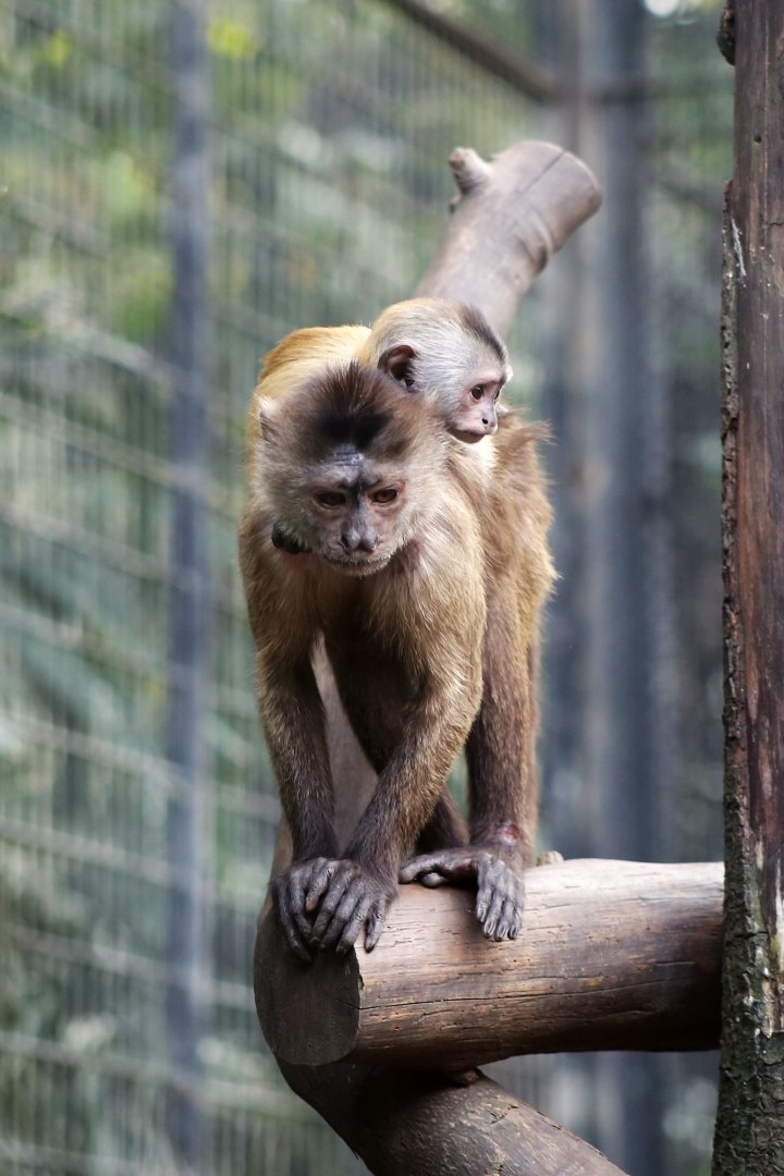 Wedge-capped Capuchin Mom and Child
