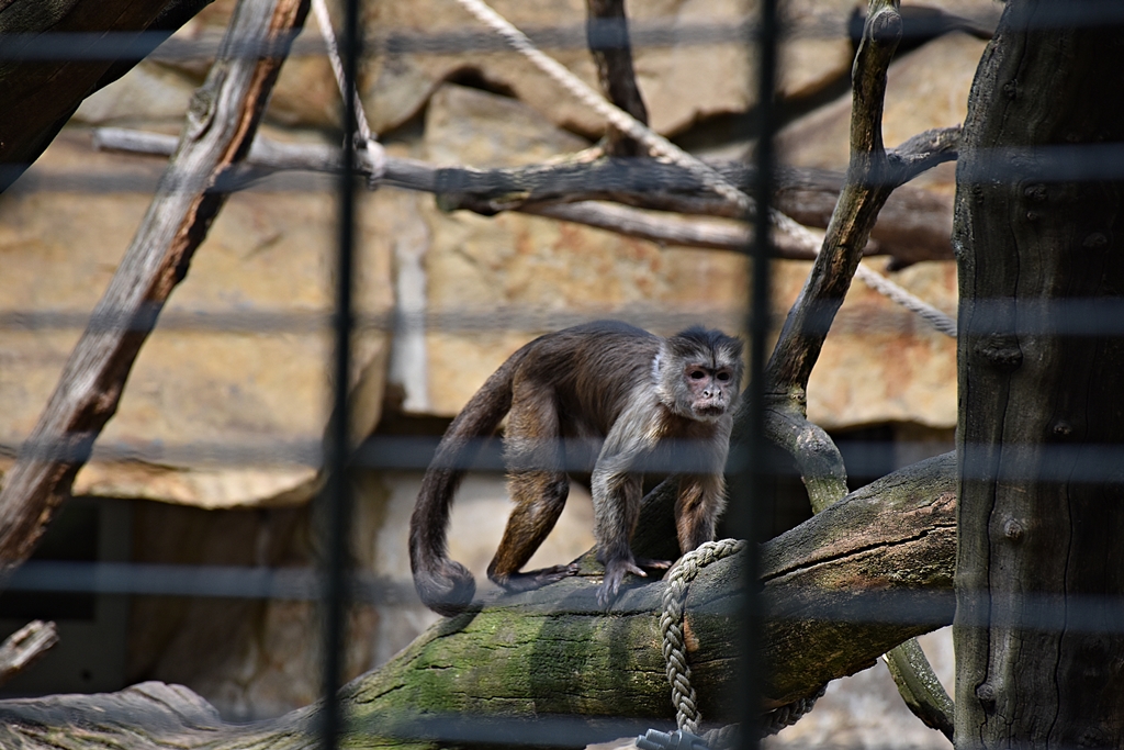 Wedge-capped capuchin