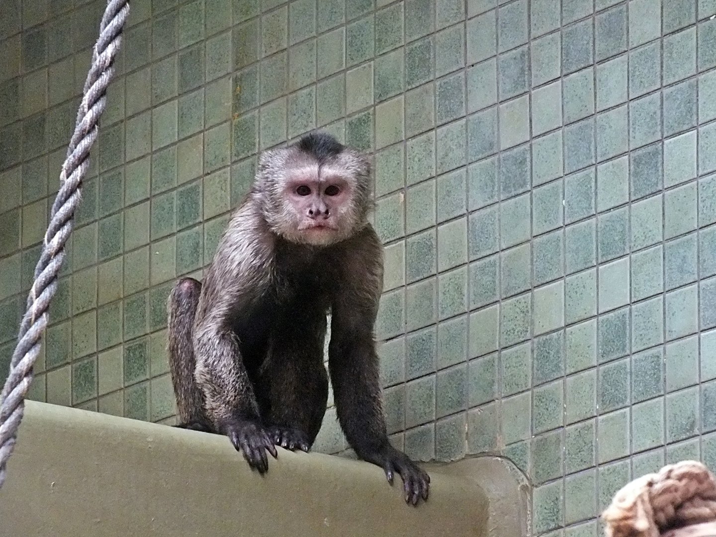 Wedge-capped capuchin