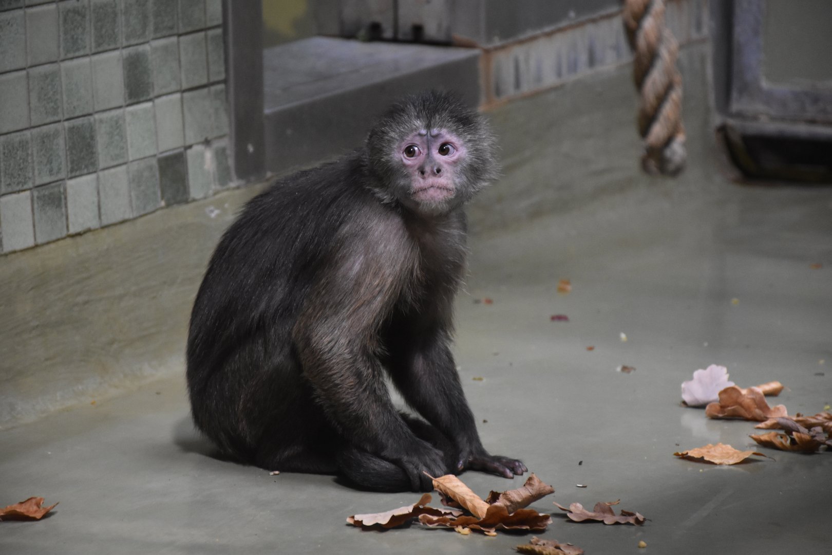 Wedge-capped capuchin