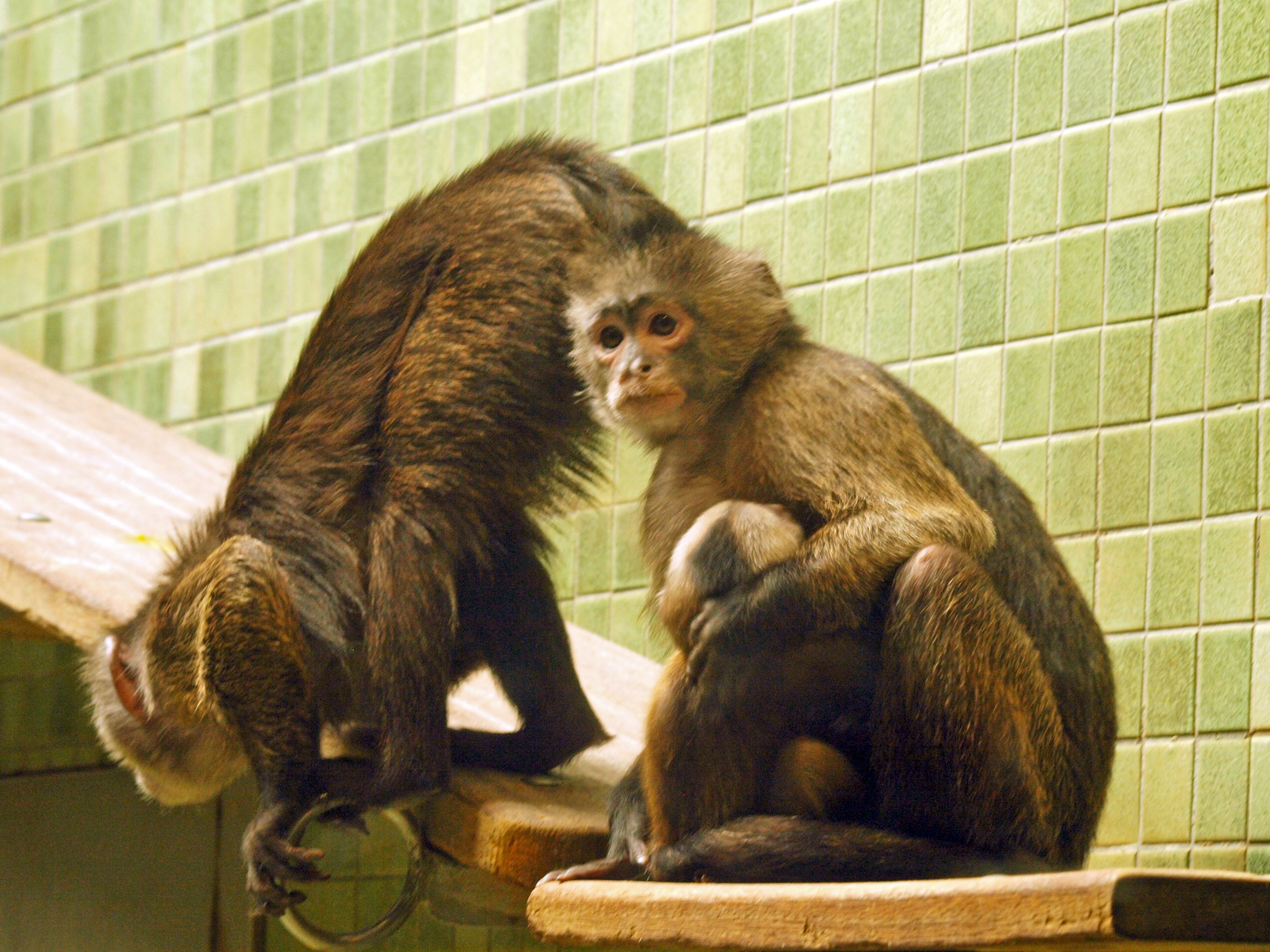 Wedge-capped (Guianan weeper) Capuchin