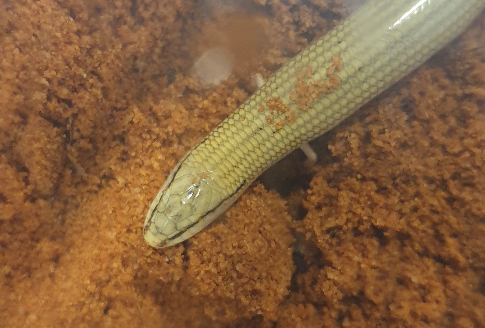 Wedge-snouted skink - Chalcides sepsoides