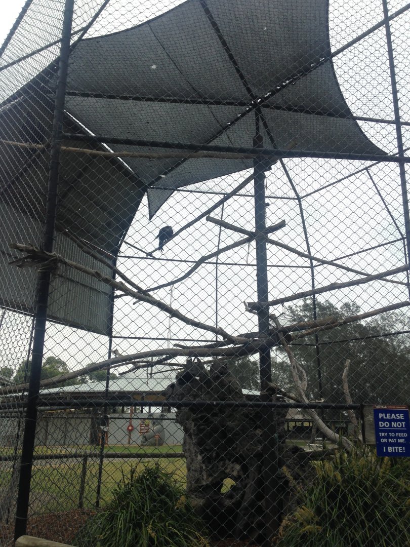 Wedge tail eagle aviary