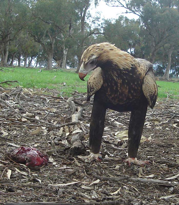 Wedge Tail Eagle