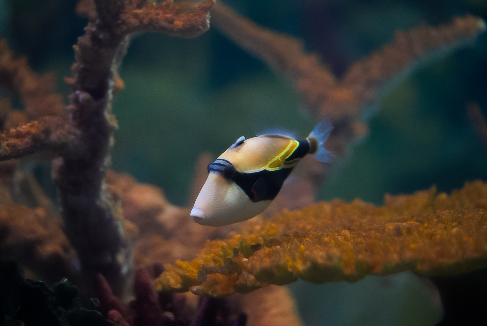Wedge-tail Triggerfish