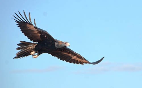 Wedge-tailed eagle 1