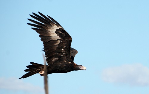 Wedge-tailed eagle 2