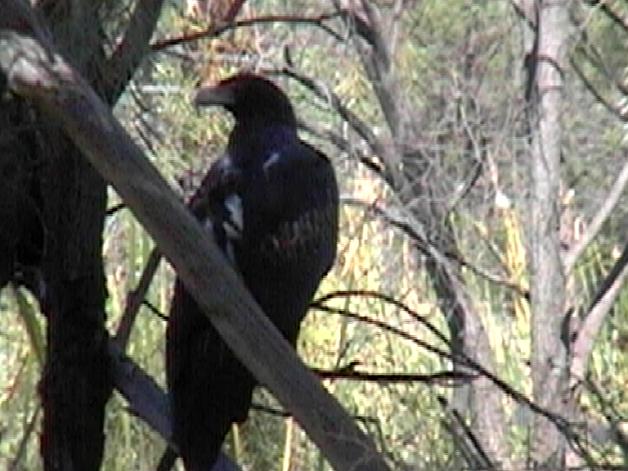 Wedge-tailed Eagle (2004)