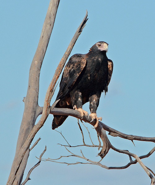 Wedge-tailed eagle 3