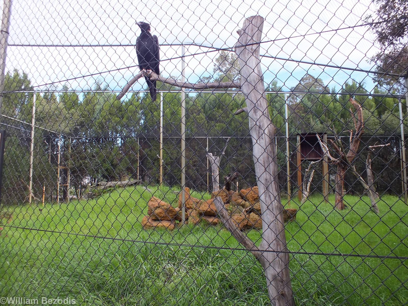 Wedge-tailed Eagle and Enclosure - Caversham Wildlife Park