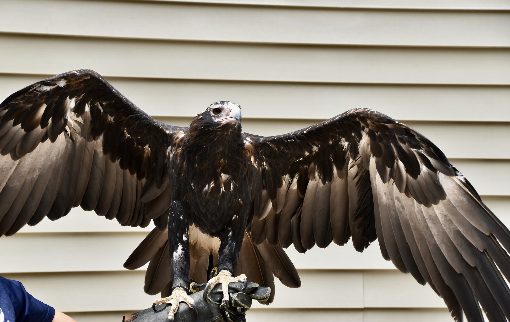 Wedge-Tailed Eagle (Aquila audax) - "Duncan"
